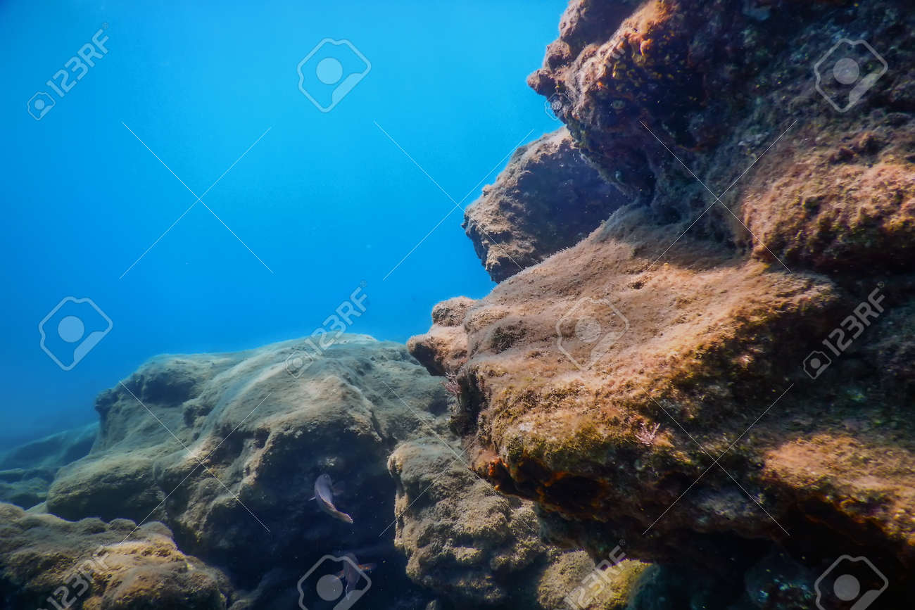 Sea Life Underwater Rocks Sunlight, Underwater Life Stock Photo, Picture  and Royalty Free Image. Image 130032450., image size:1300x867