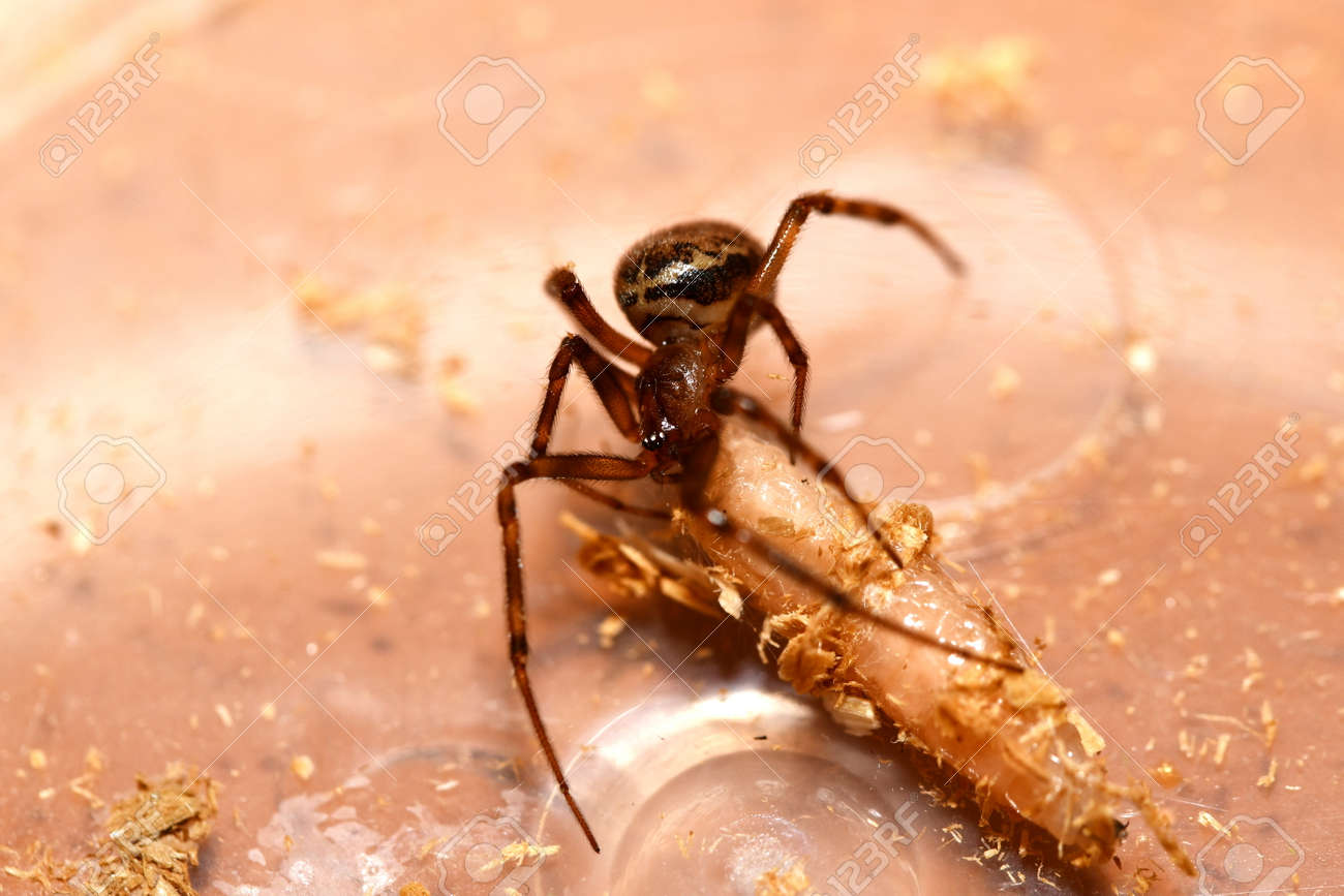 etiam-dictum-ipsum-a-felis