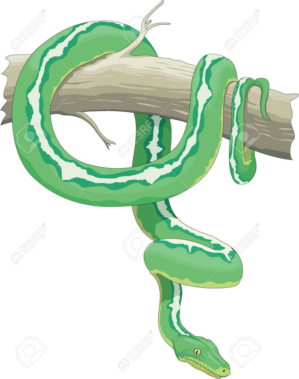 Green Tree Snake Illustration Royalty Free Cliparts Vectors And