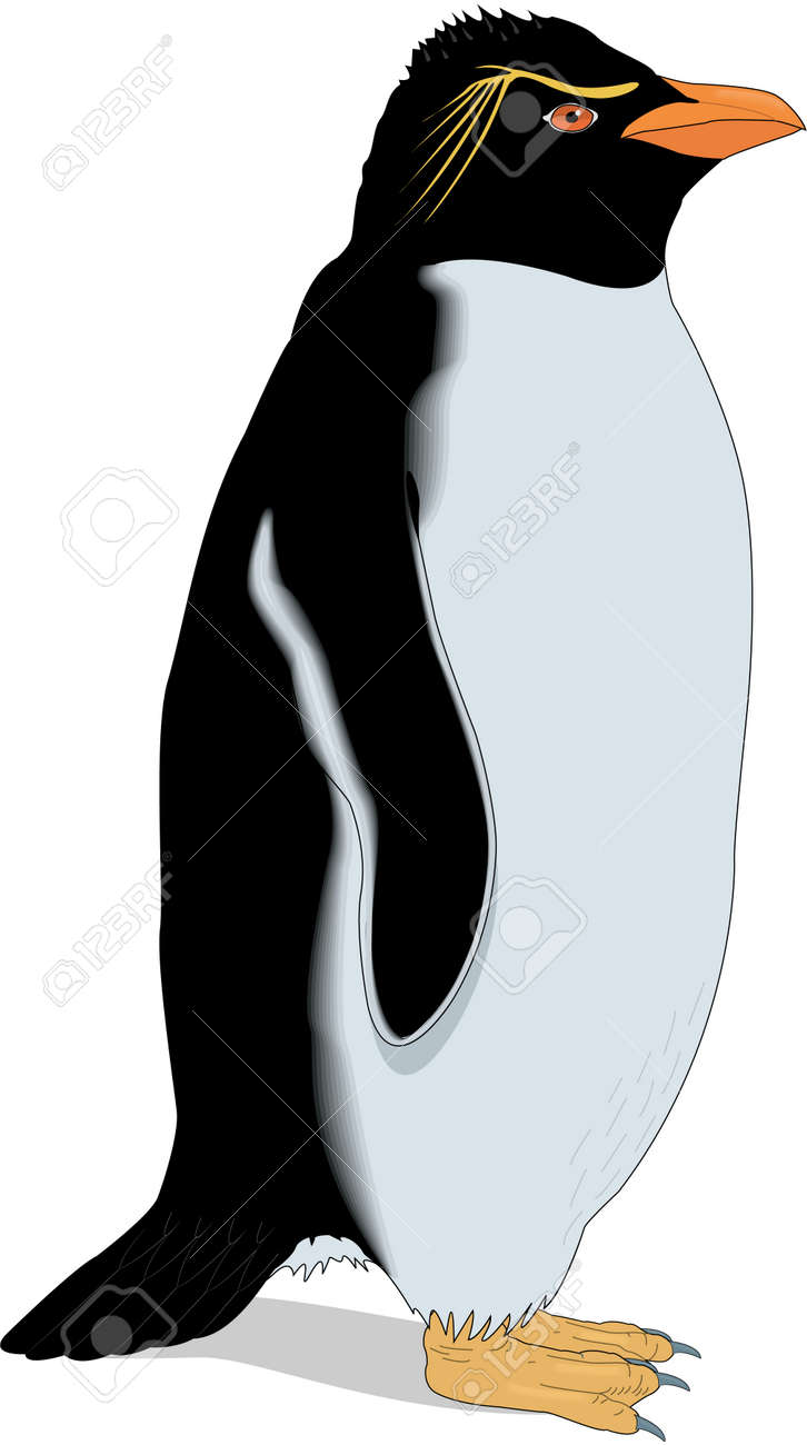 Rockhopper Penguin Illustration Royalty Free Svg Cliparts Vectors And Stock Illustration Image 3522