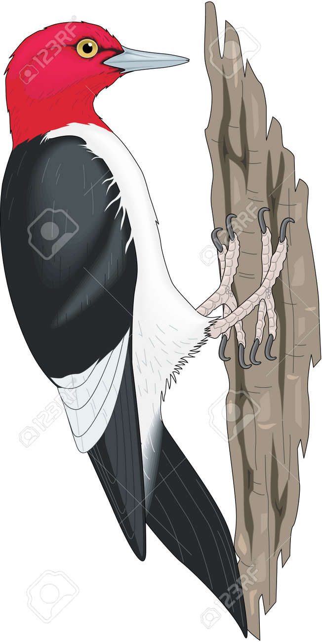赤い頭のキツツキの図 のイラスト素材 ベクタ Image 赤い頭のキツツキの図 のイラスト素材 ベクタ Image