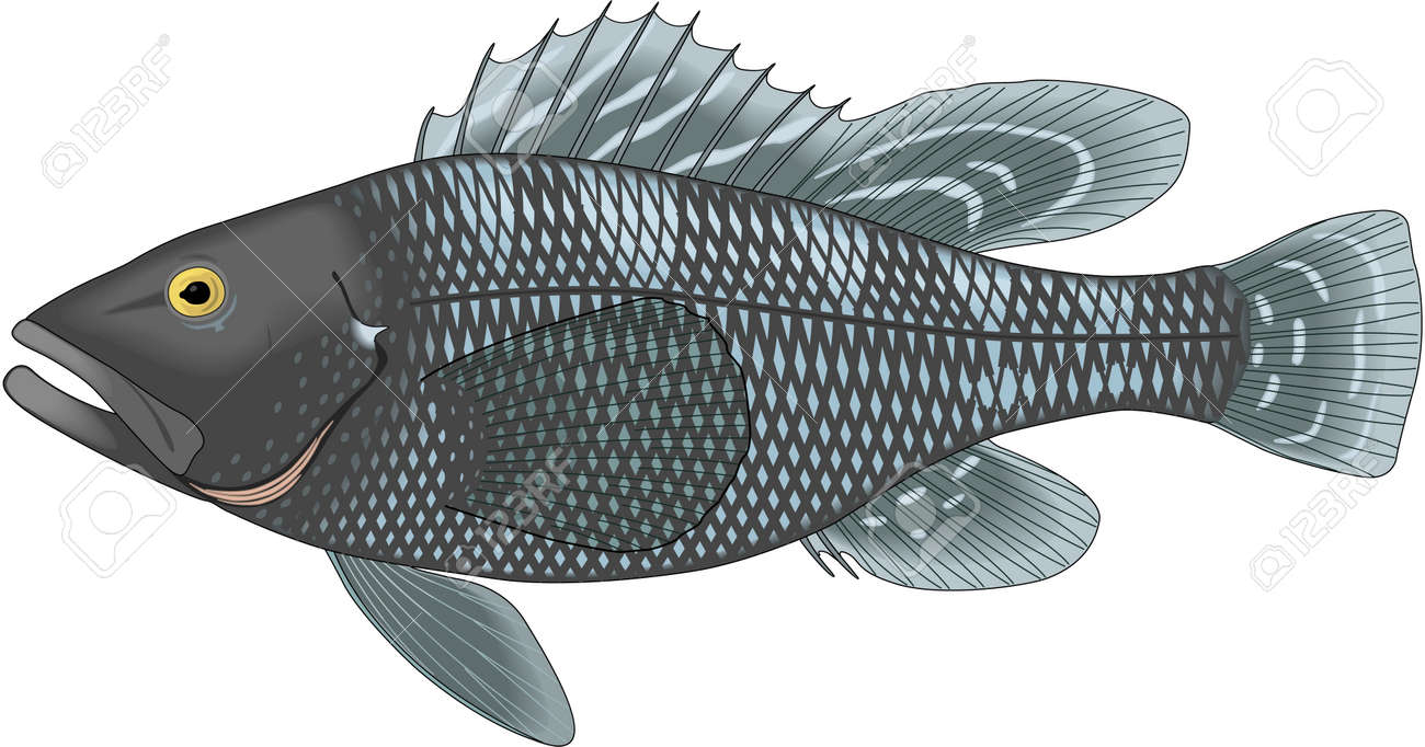 black sea bass illustration