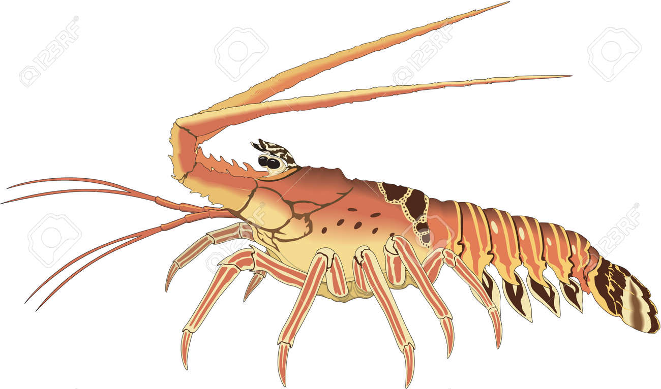 伊勢海老図。のイラスト素材・ベクター Image 83917401