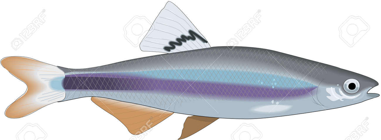 Sailfin Shiner Minnow Illustration Royalty Free SVG, Cliparts, Vectors, and  Stock Illustration. Image 83943153.