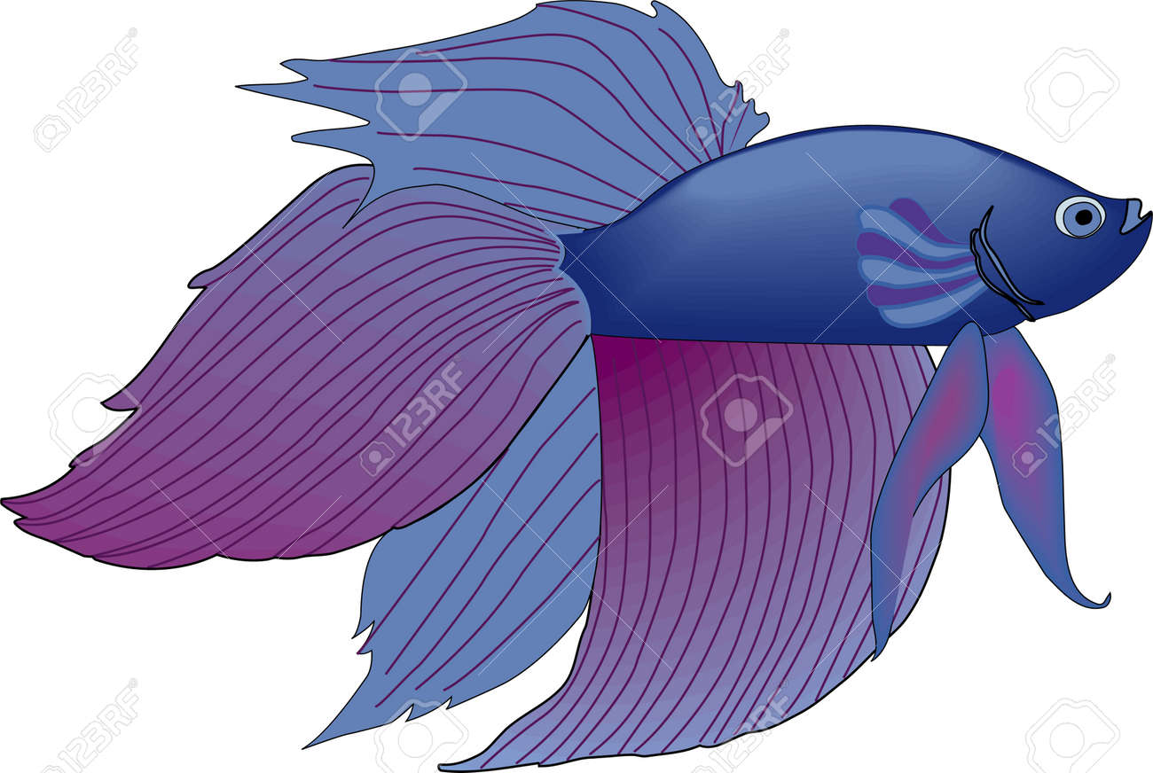 シャムの戦いの魚イラストのイラスト素材 ベクタ Image