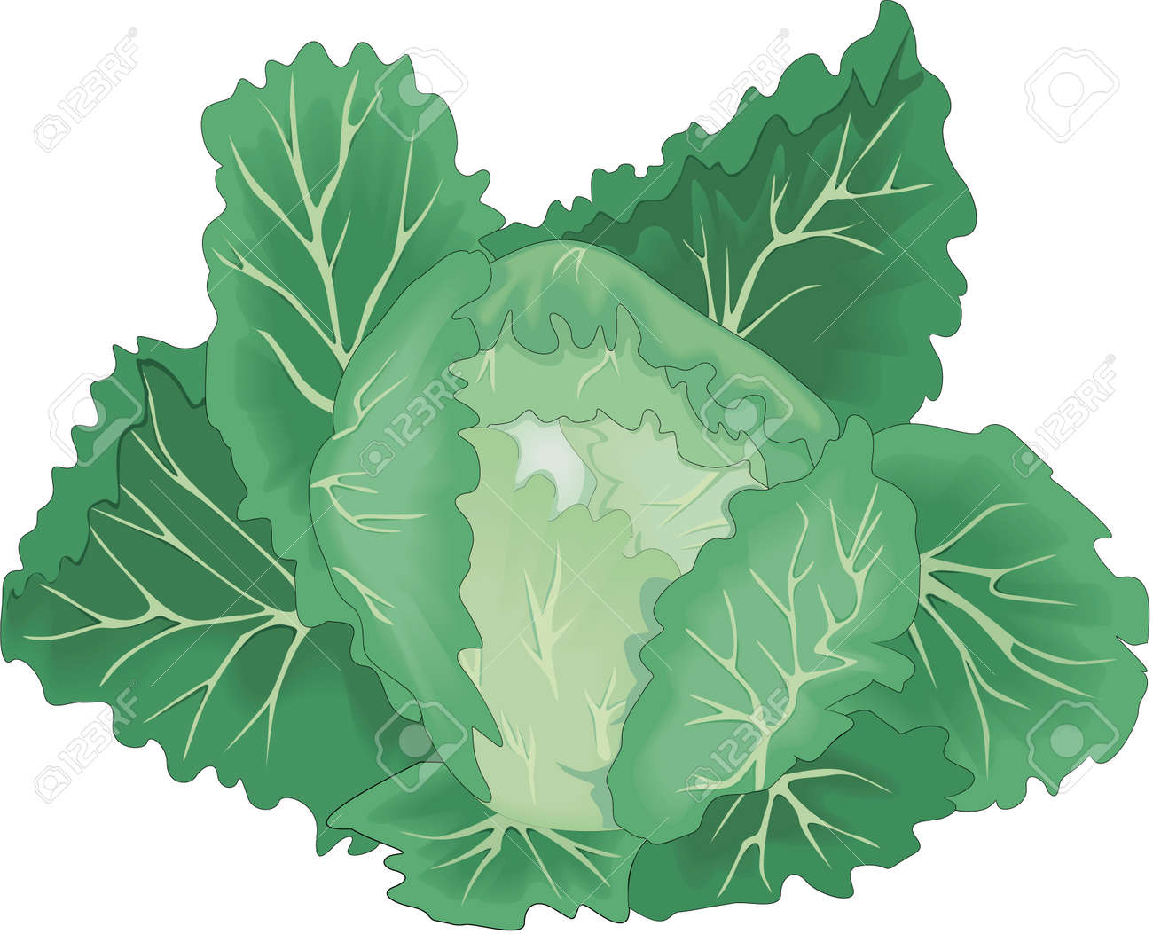 キャベツ イラストのイラスト素材・ベクター Image 84056425