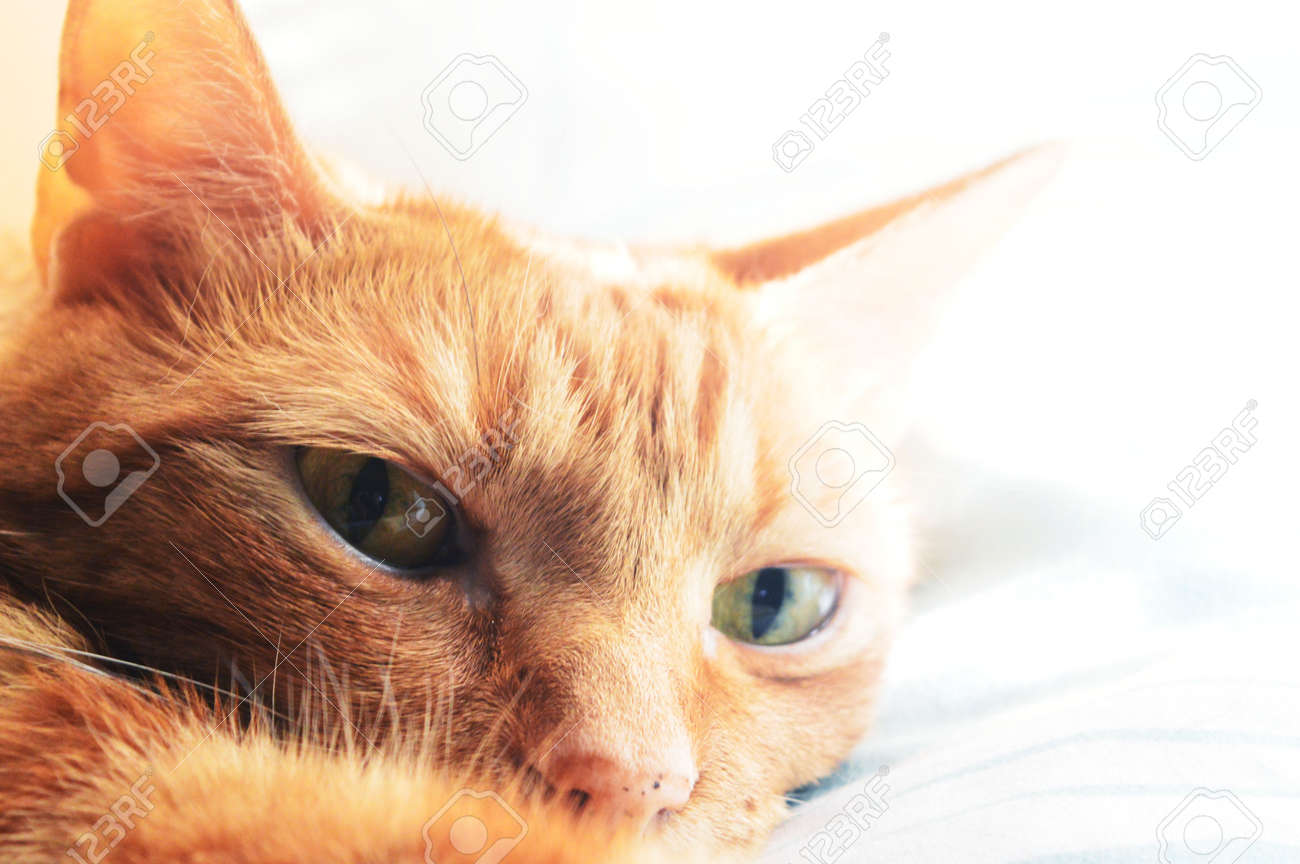 etiam-dictum-ipsum-a-felis