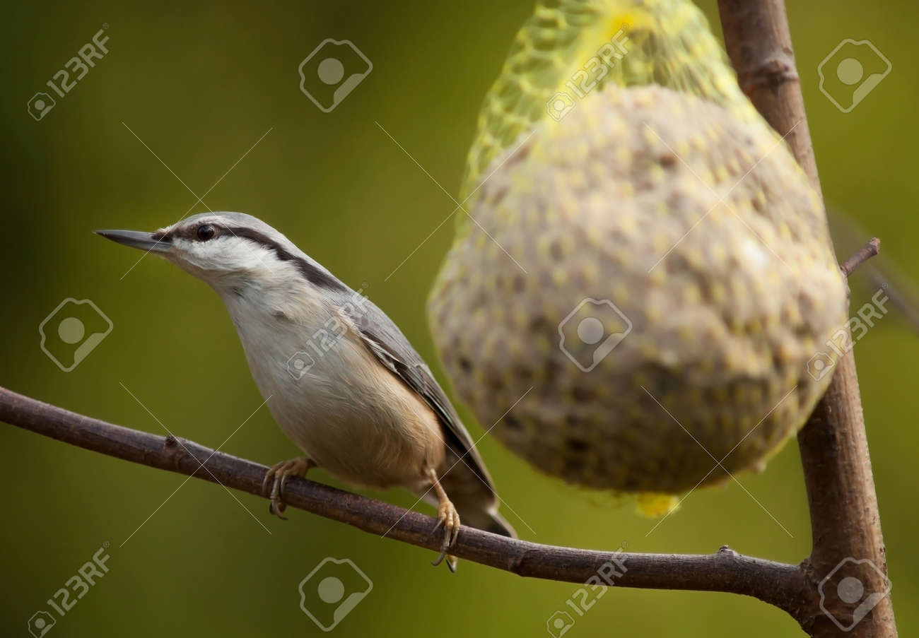 etiam-dictum-ipsum-a-felis