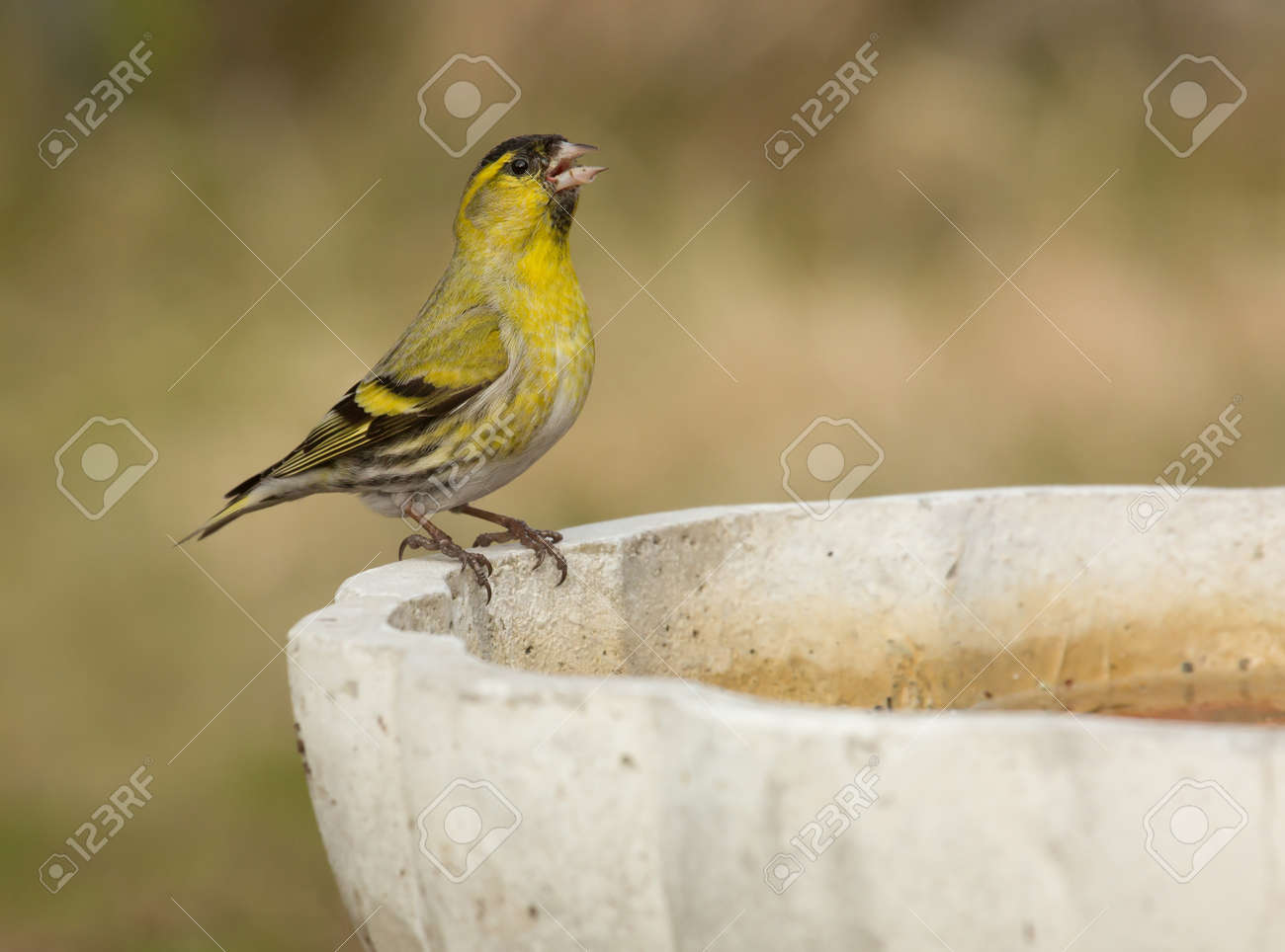 etiam-dictum-ipsum-a-felis