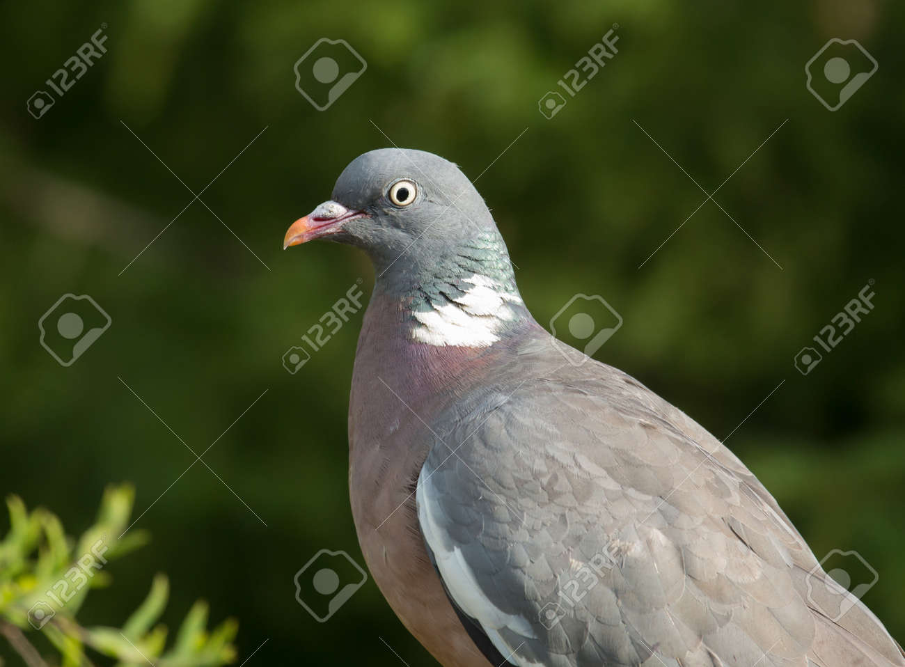 etiam-dictum-ipsum-a-felis