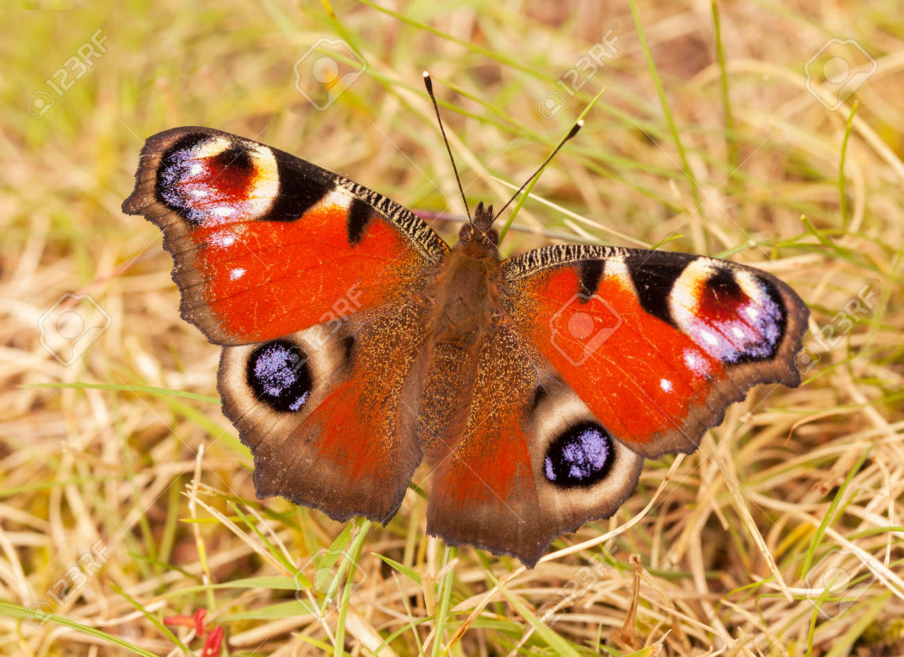 etiam-dictum-ipsum-a-felis