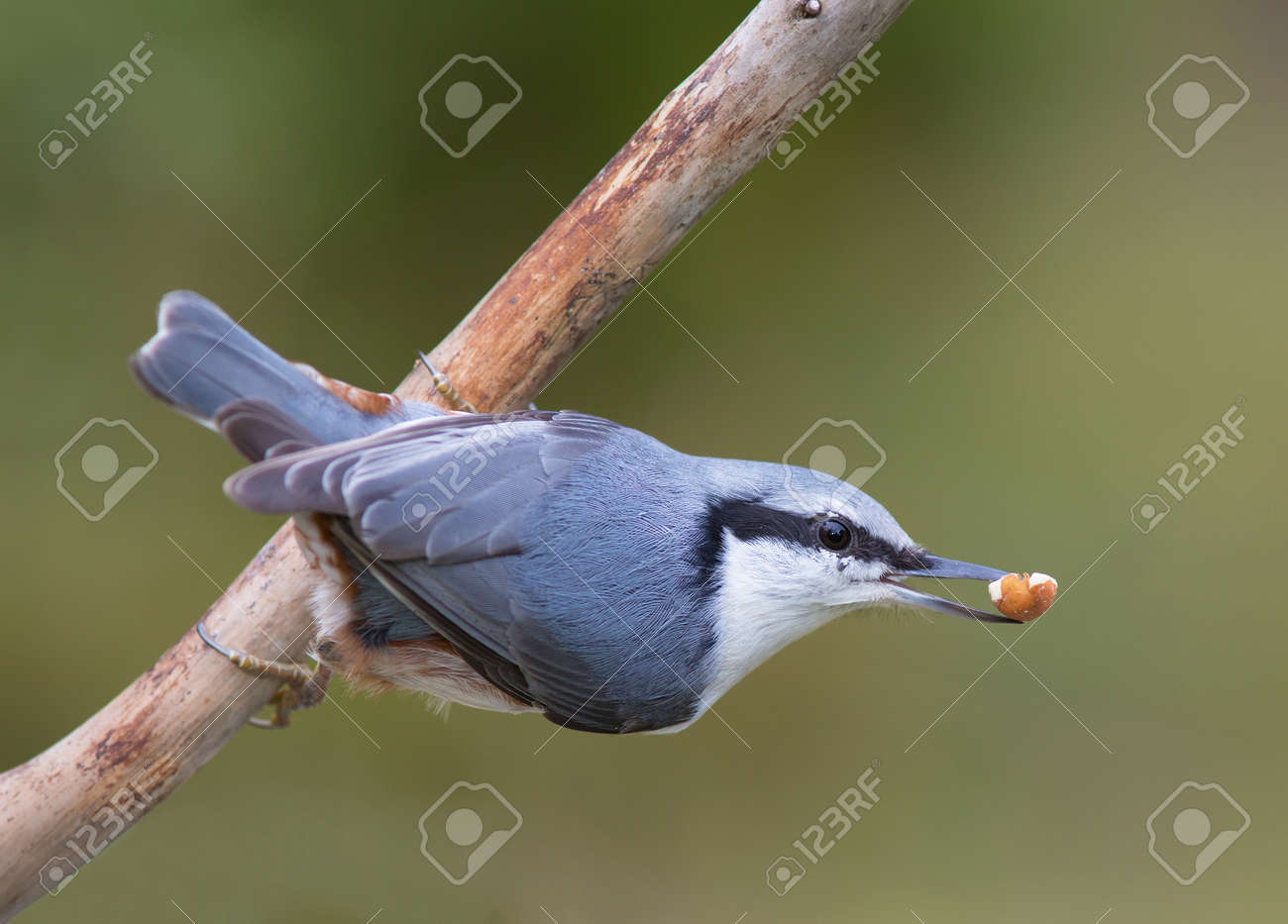 etiam-dictum-ipsum-a-felis