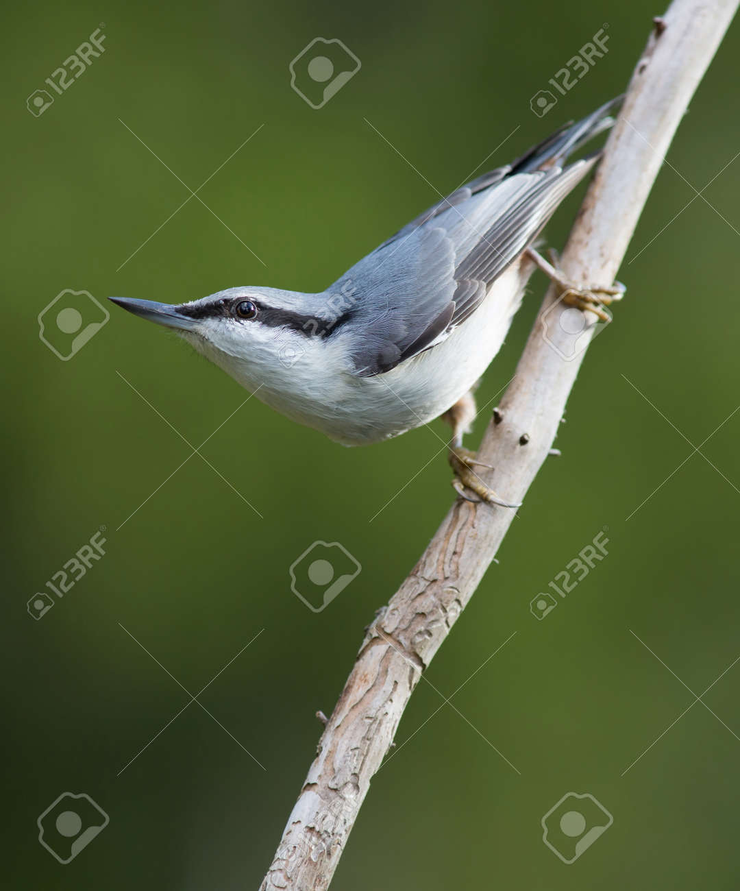 etiam-dictum-ipsum-a-felis