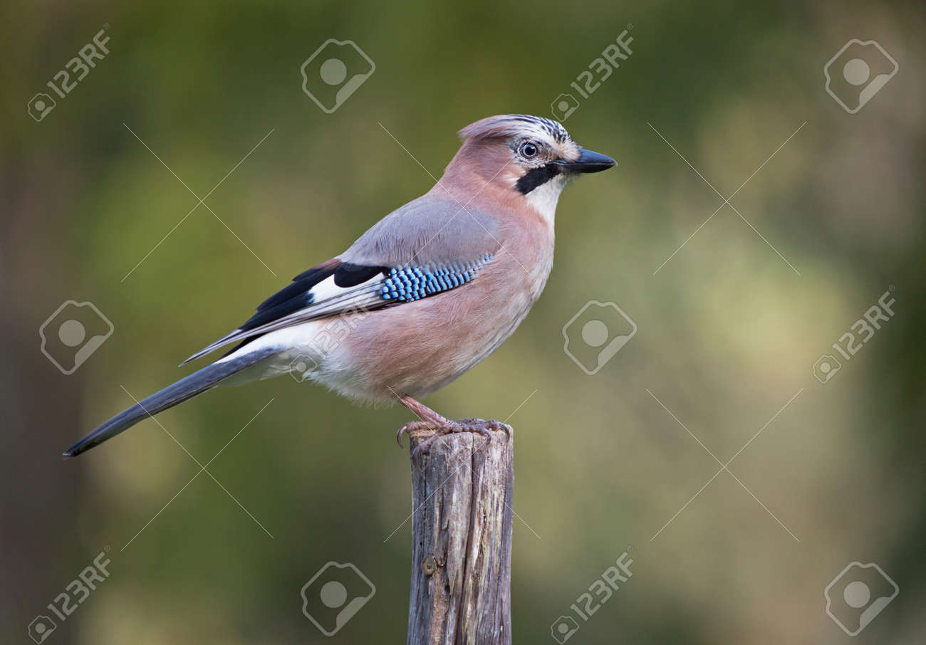 カケス Garrulus にきび 美しい非常に用心深い中型鳥ポールに装着されています の写真素材 画像素材 Image カケス Garrulus にきび 美しい非常に用心深い中型鳥ポールに装着されています の写真素材 画像素材 Image