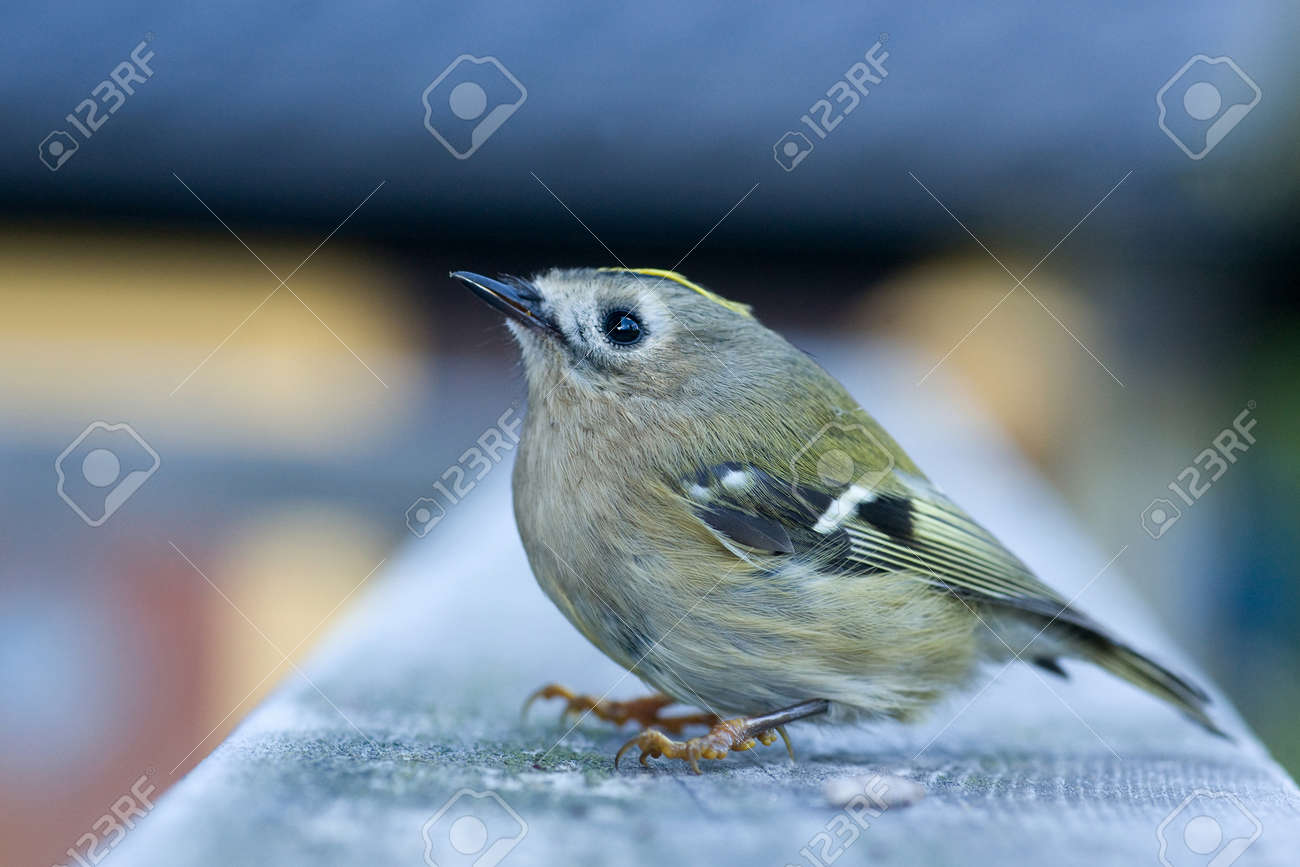 En Seulement 30 Ans Plus De 420 Millions Doiseaux En