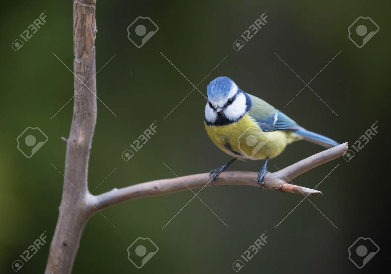 etiam-dictum-ipsum-a-felis