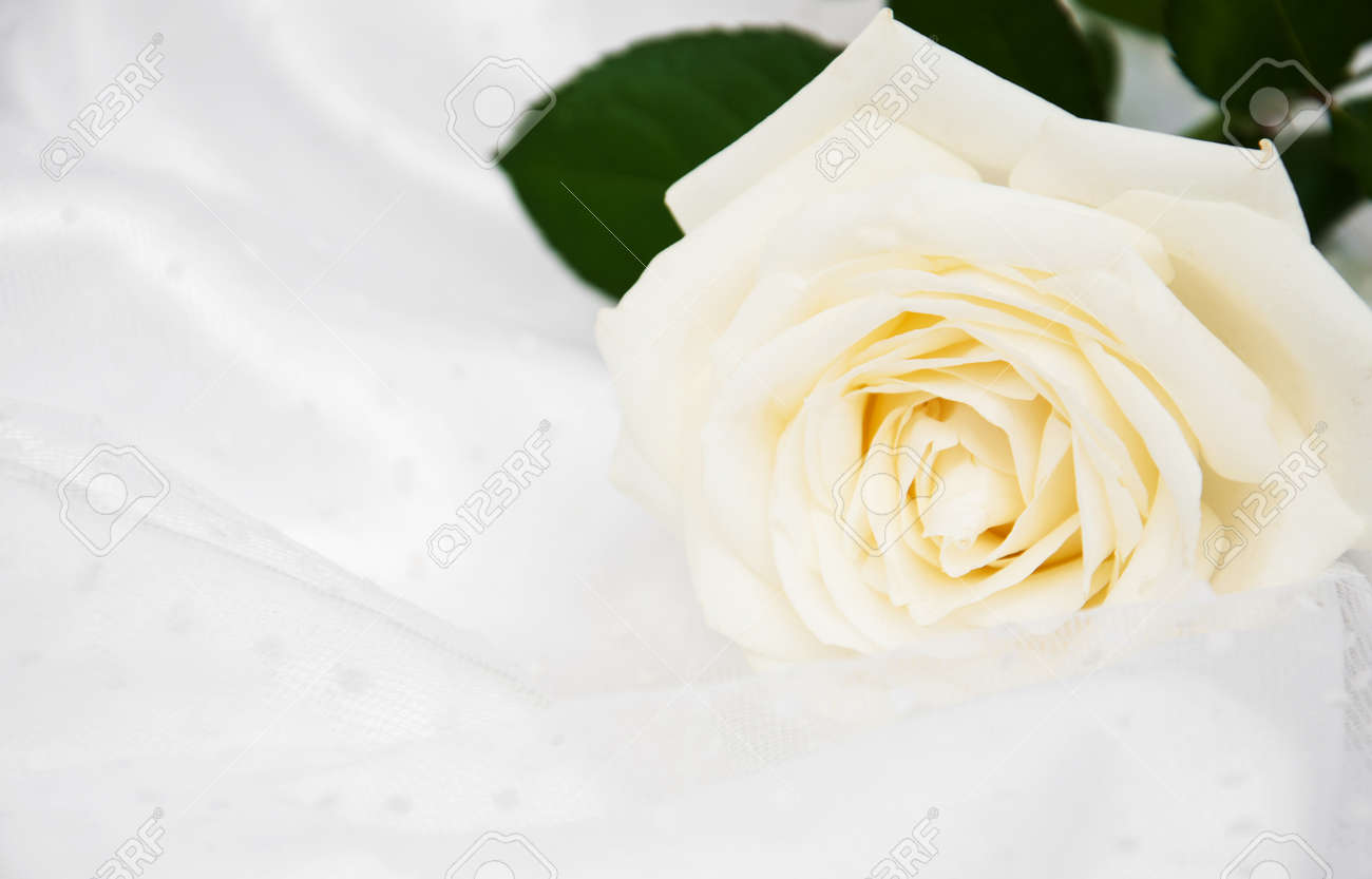 White Rose On White Silk Wedding Background Stock Photo Picture And Royalty Free Image Image 39799387