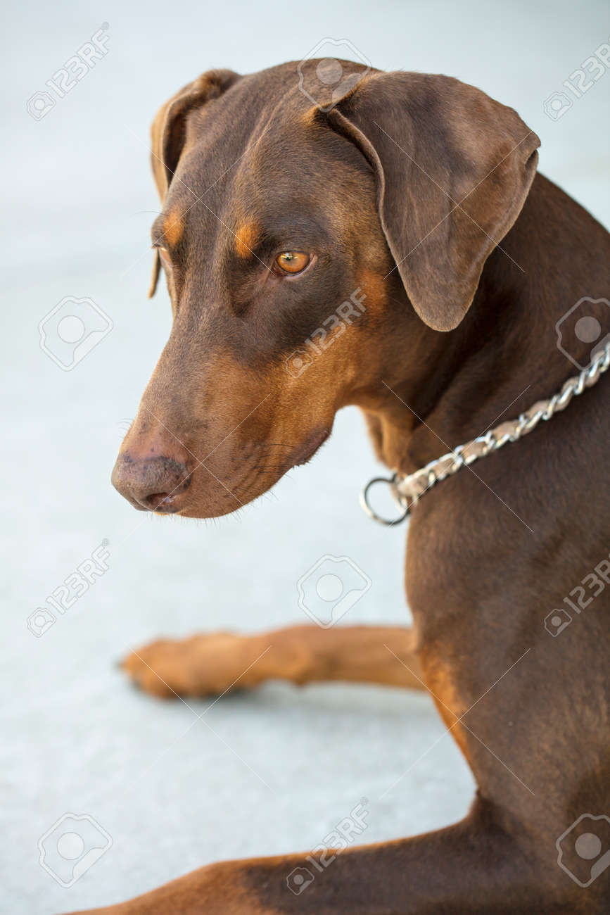 close up of red doberman pinscher sitting in a park on grassy