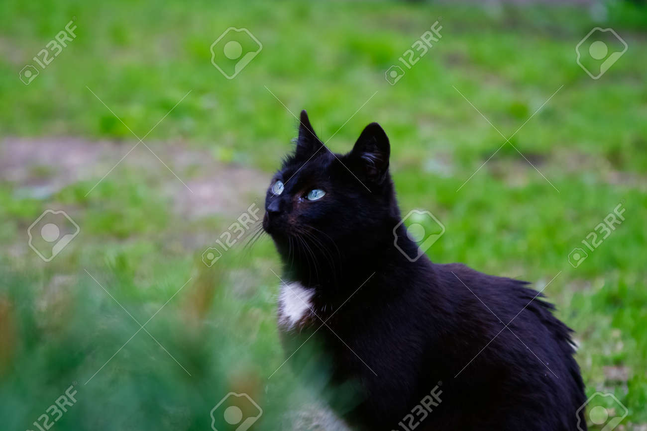 Immagini Stock Bel Gatto Nero Dagli Occhi Blu Chiaro è Sognare Su