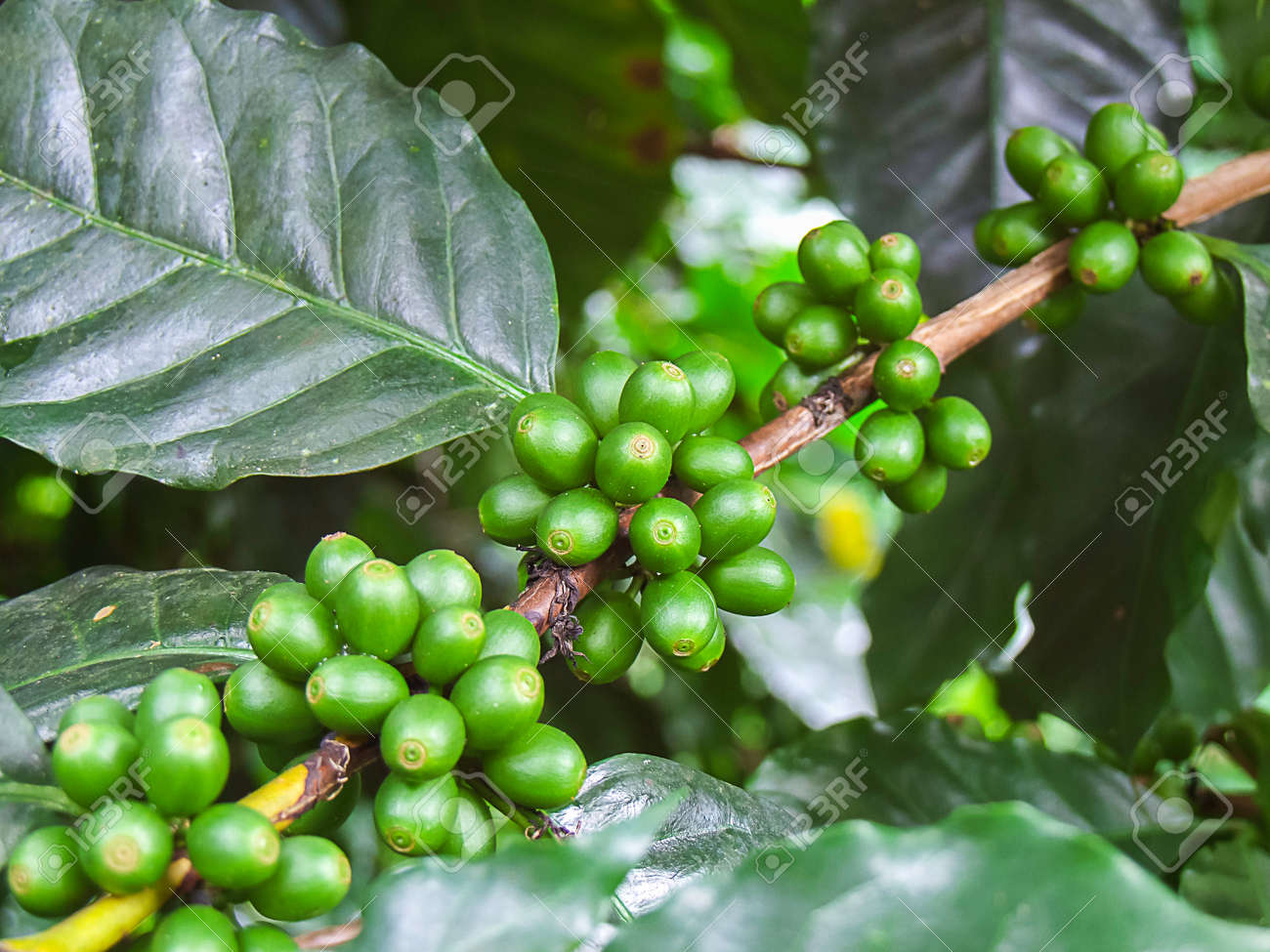 chicco di caffè verde italiano chicco di caffè verde italiano