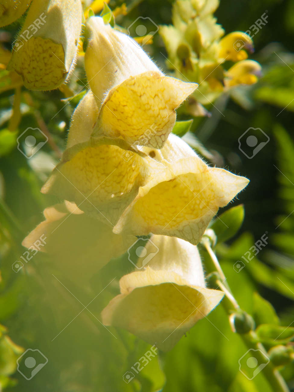 etiam-dictum-ipsum-a-felis