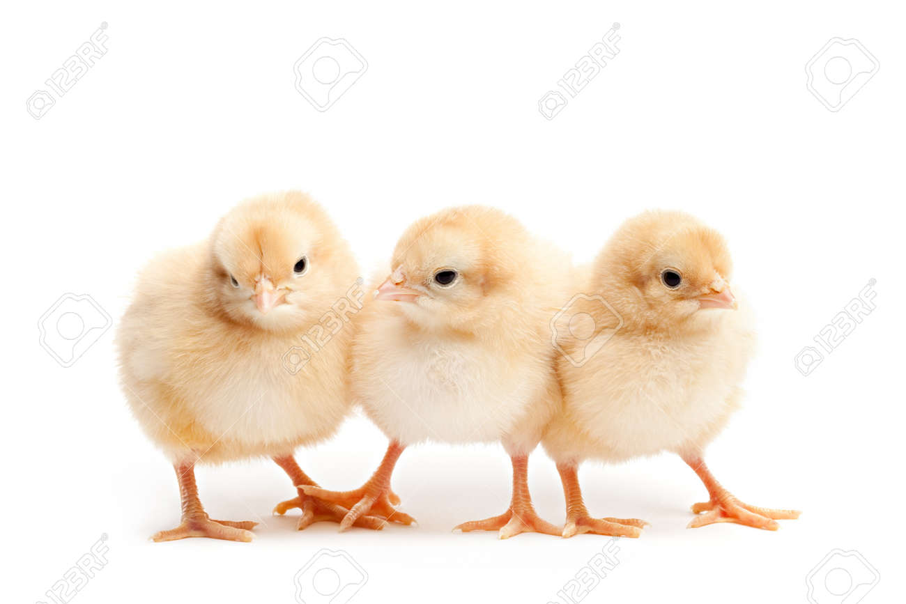 Three Cute Baby Chickens Buff Corington Chicks Isolated On Stock