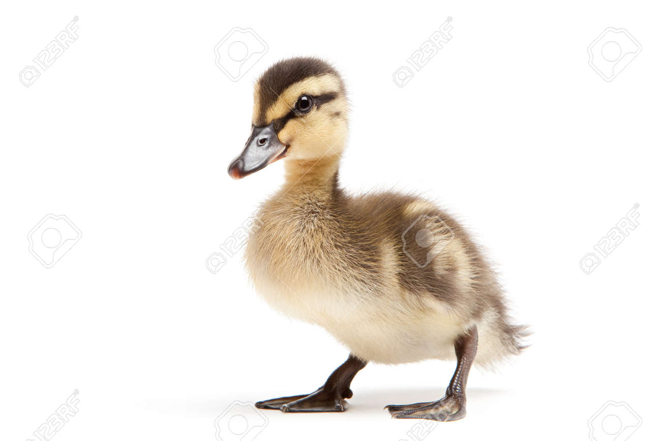 Canetons Isole Sur Fond Blanc Bebe Canard Colvert Anas Platyrhynchos Gros Plan Banque D Images Et Photos Libres De Droits Image