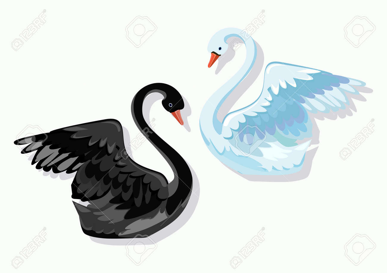 美しい黒鳥ベクトルイラスト のイラスト素材 ベクタ Image 美しい黒鳥ベクトルイラスト のイラスト素材 ベクタ Image