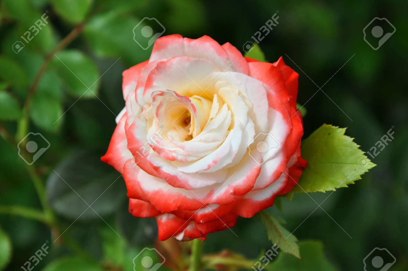 Beautiful Wild Rose Flower Red White Color With Petals On Natural - Beautiful Wild Rose Flower Red White Color With Petals On Natural