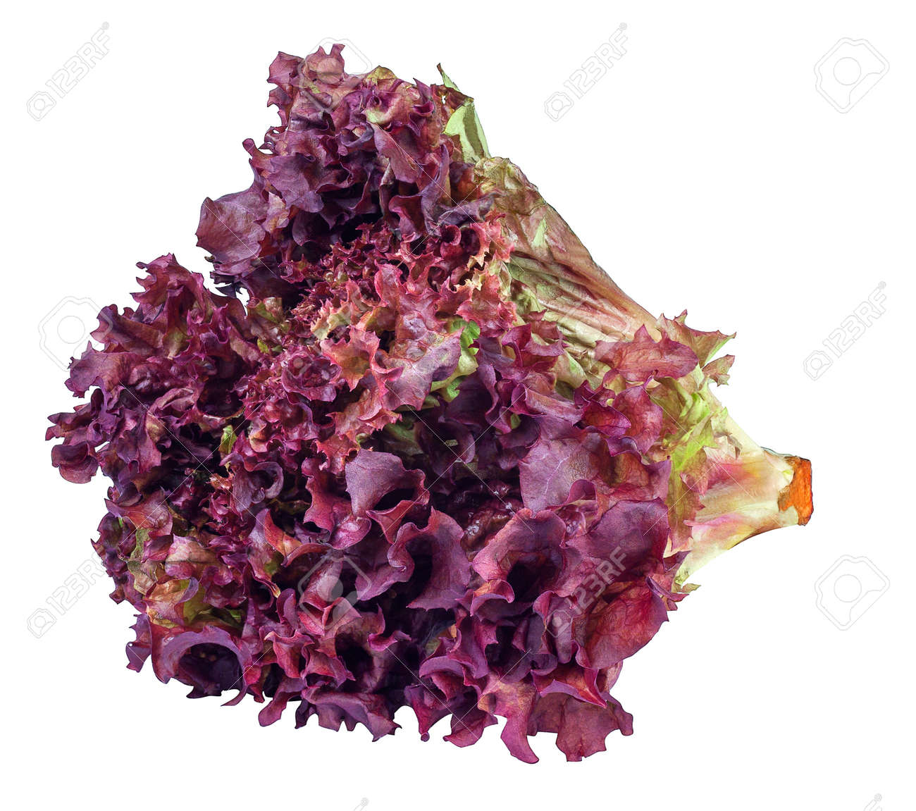 sheaf of purple lettuce isolate. Fresh vegetable salad Lollo Rosso - 58146173 sheaf of purple lettuce isolate. Fresh vegetable salad Lollo Rosso - 58146173