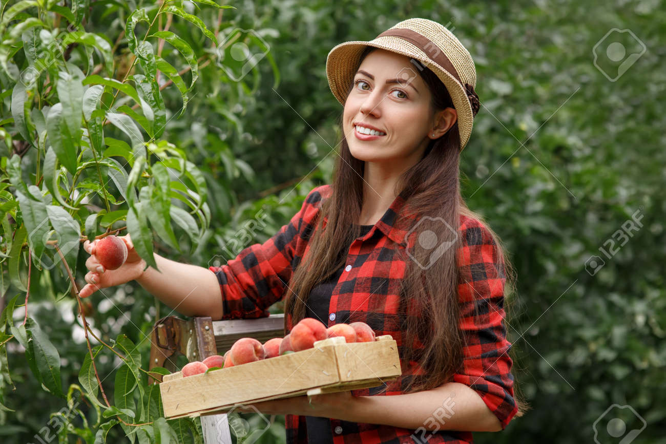 woman harvesting peaches - 82691181 woman harvesting peaches - 82691181
