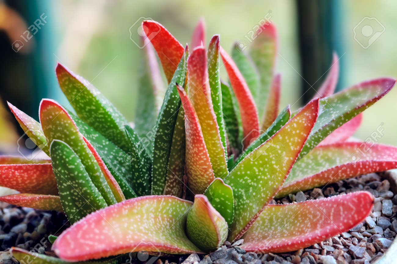 Intérieur Aloe Vera Plante En Pot D\'argile Pour Un Usage Décoratif ... Intérieur Aloe Vera Plante En Pot D\'argile Pour Un Usage Décoratif ...