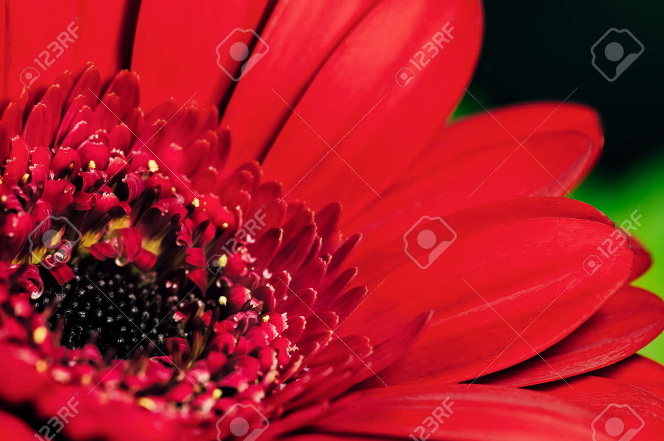 赤い花びら大輪ガーベラを閉じる の写真素材 画像素材 Image