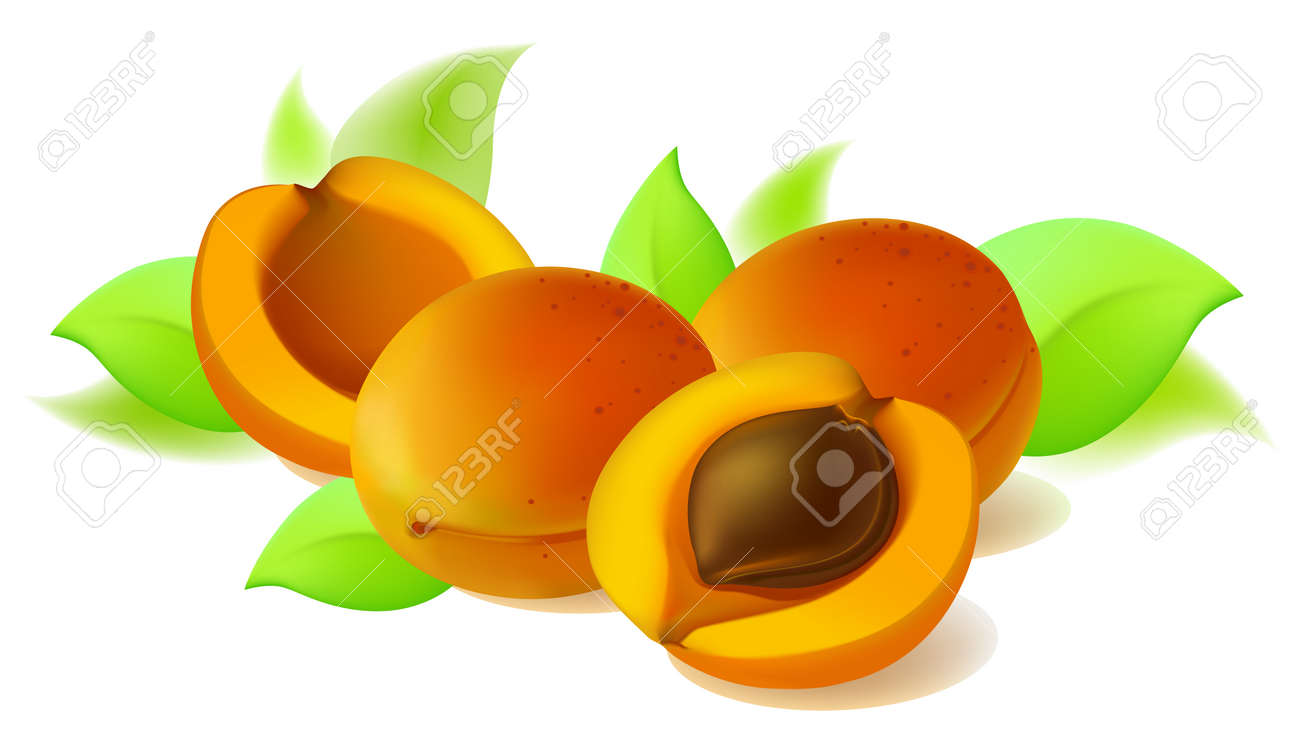 静物の葉と梅の実 白い背景に分離 のイラスト素材 ベクタ Image