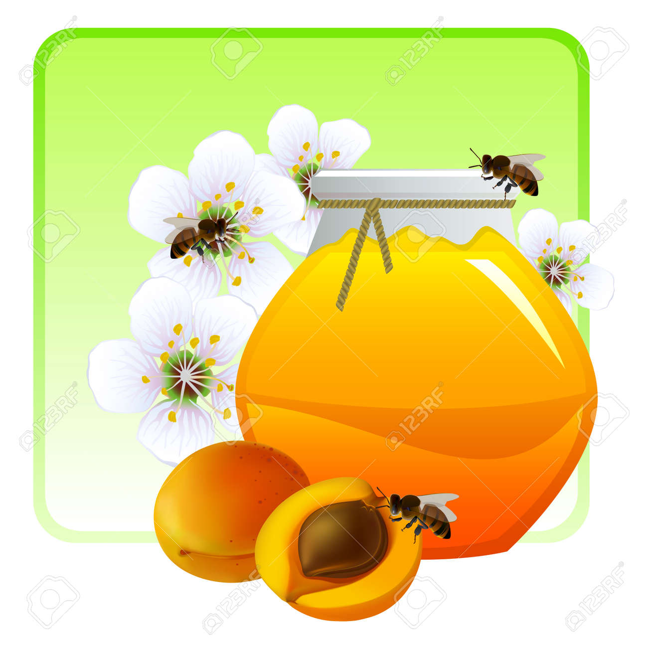 花とあんずの果実アプリコット ジャム ベクトル図 のイラスト素材 ベクタ Image