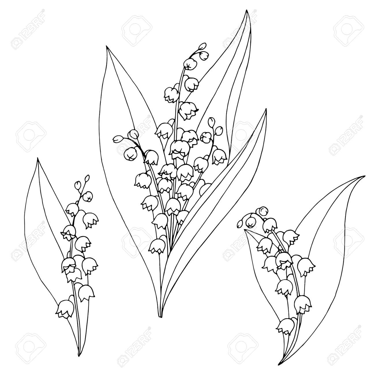 スズランの花グラフィック黒白い分離スケッチ イラスト のイラスト素材 ベクタ Image