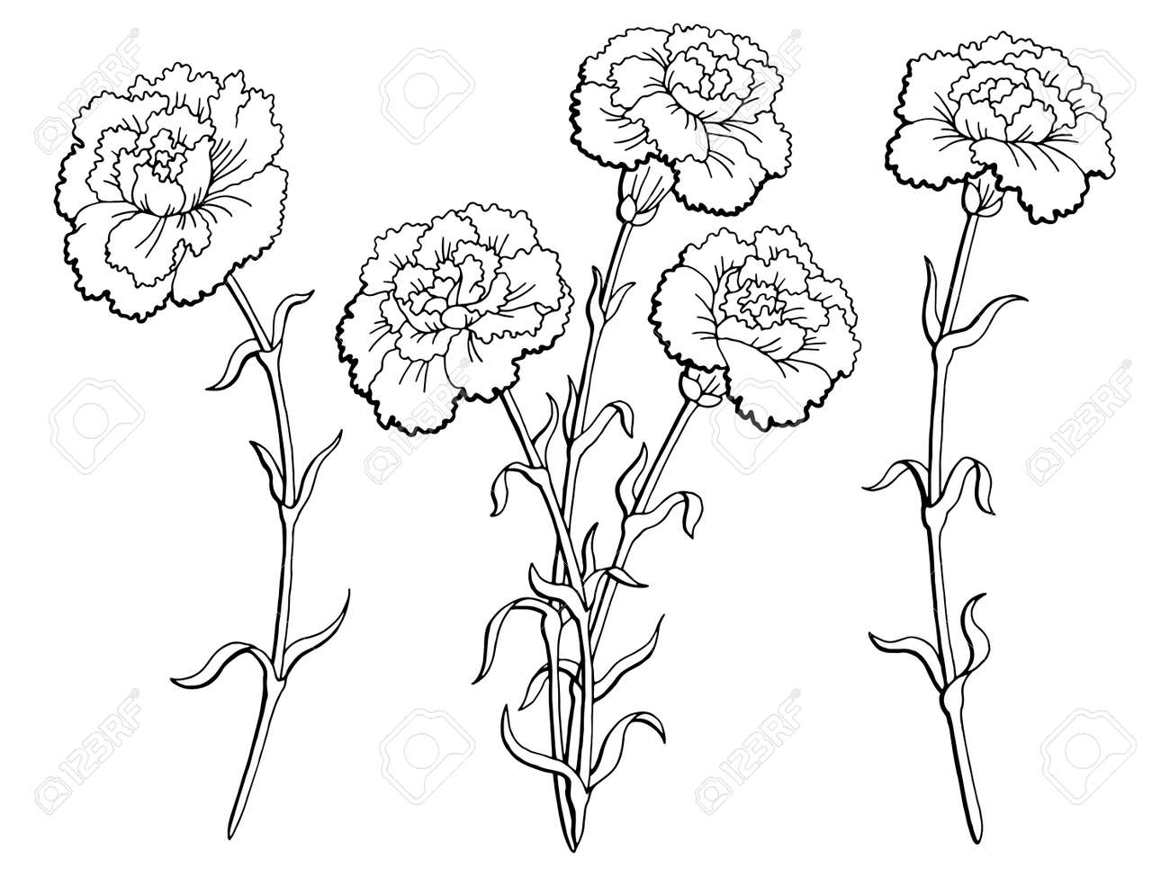 カーネーションの花グラフィック黒白い分離スケッチ イラスト のイラスト素材 ベクタ Image