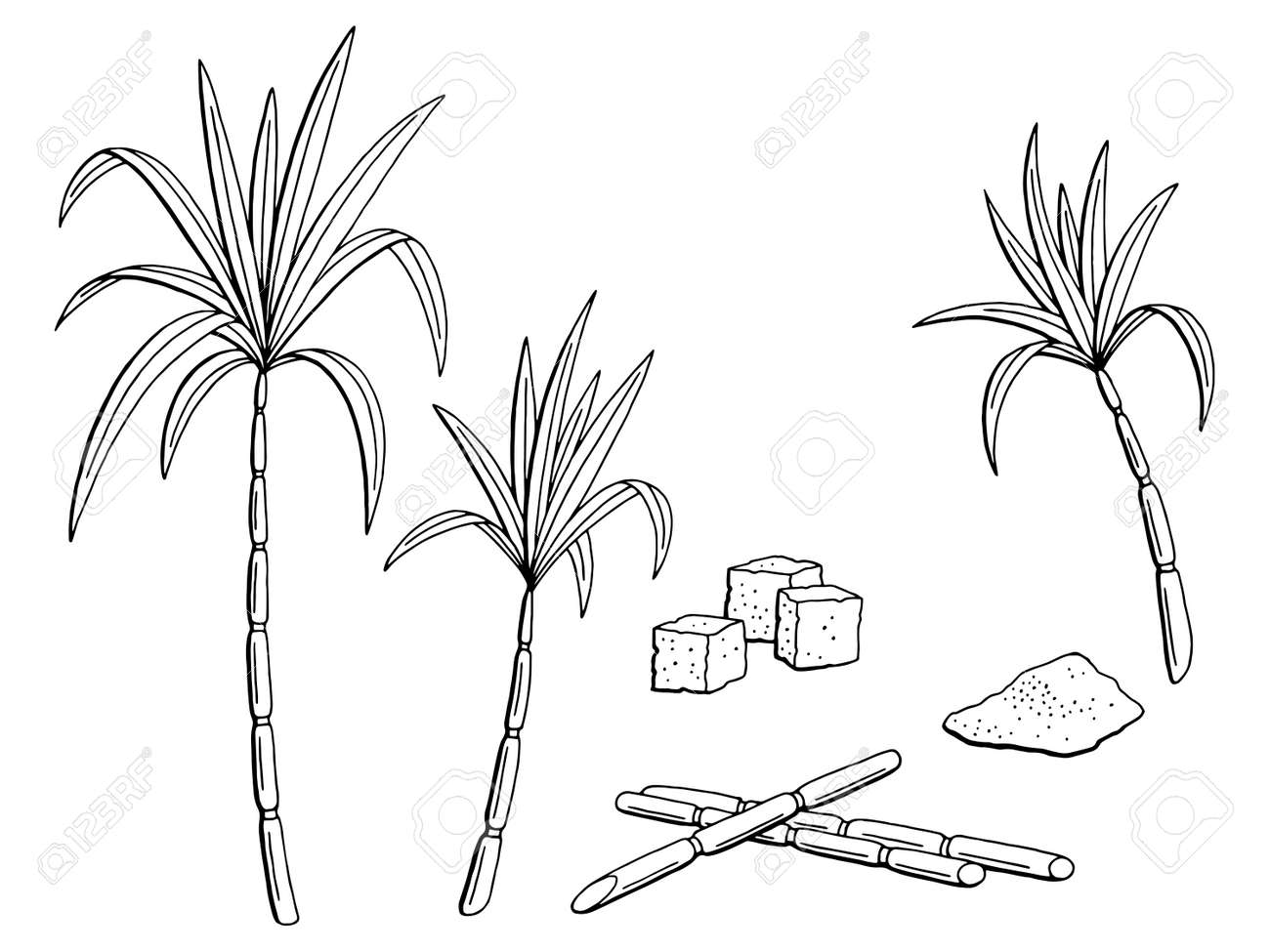 Sugarcane plant Vectors  Illustrations for Free Download  Freepik