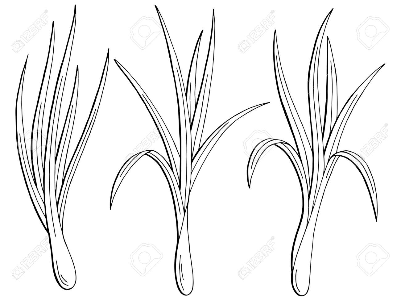 レモングラス植物グラフィック黒と白の孤立したスケッチイラストベクトル のイラスト素材 ベクタ Image 9114