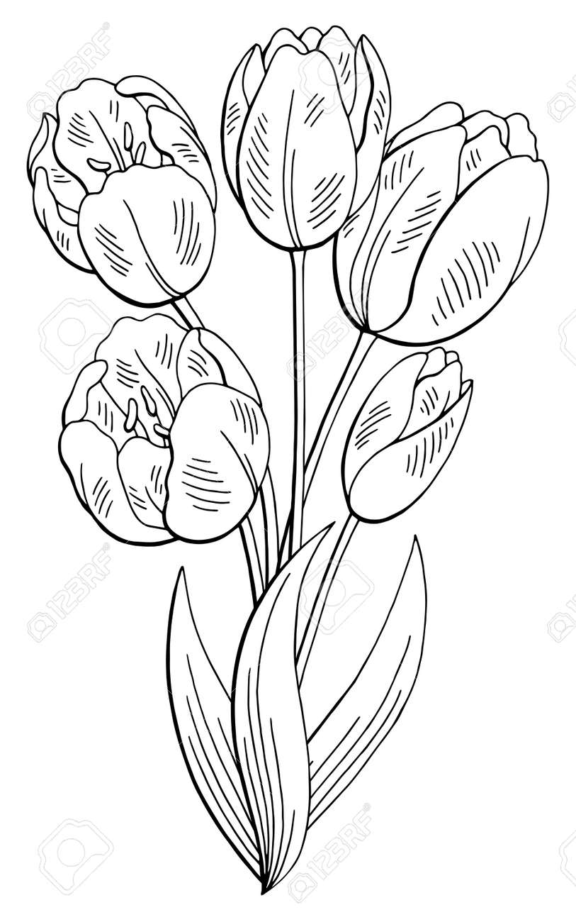 tulip flower graphic black and white isolated bouquet sketch