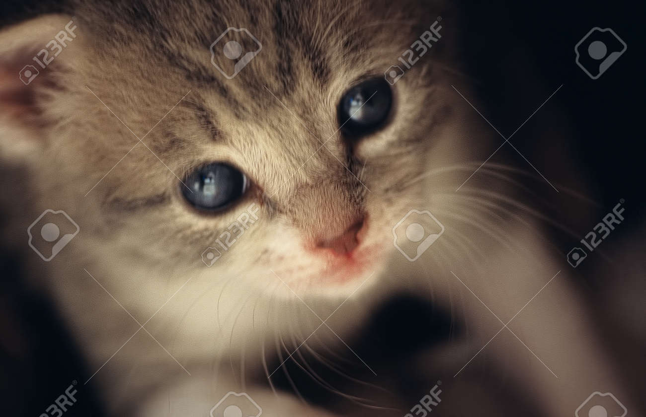 Un Bébé Chaton Gris Et Blanc Regarde Avec Des Yeux Bleus