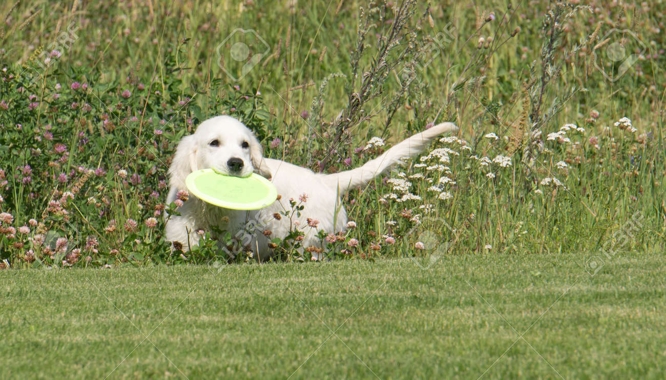 golden retriever frisbee