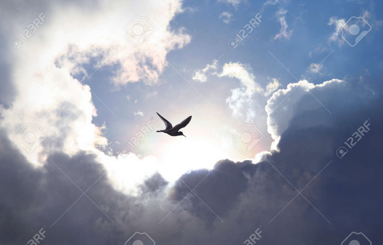 Oiseau Qui Vole Dans Le Ciel Avec Une Formation Nuageuse Dramatique Dans Larrière Plan Lumière Brille Cuvette Qui Donne Une Valeur Symbolique De La