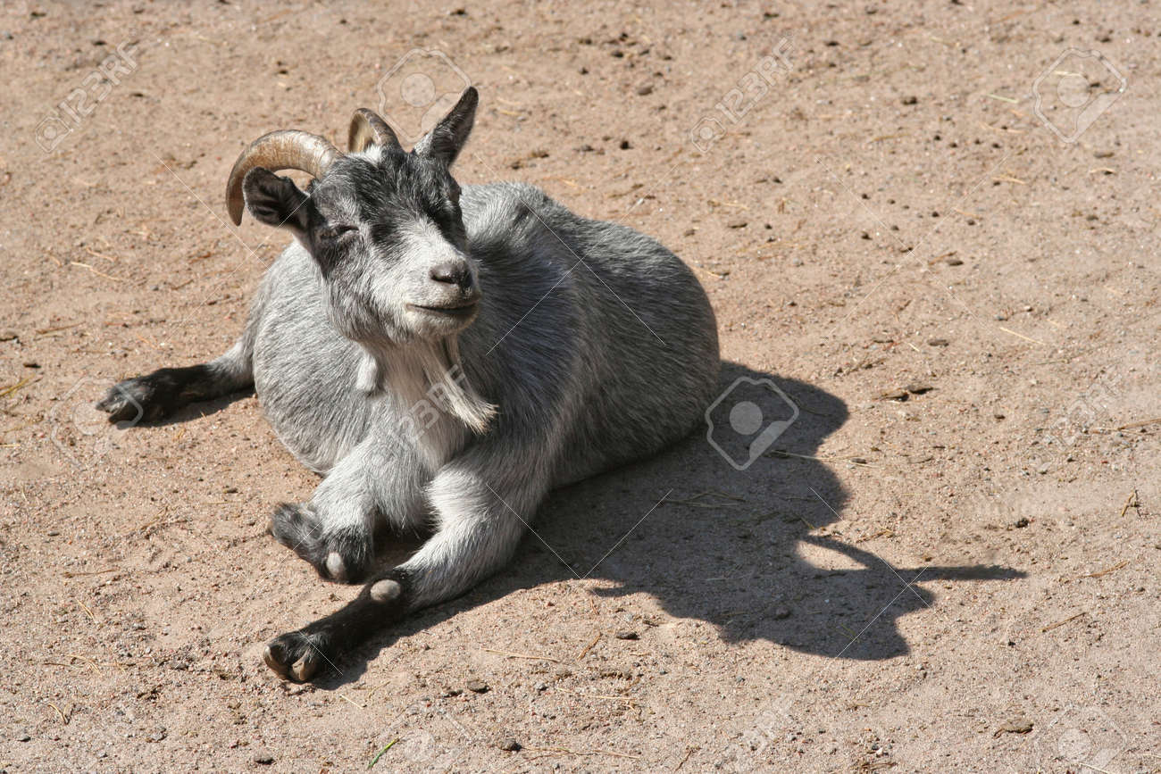 Download Leben gluecklich und zufrieden For Free