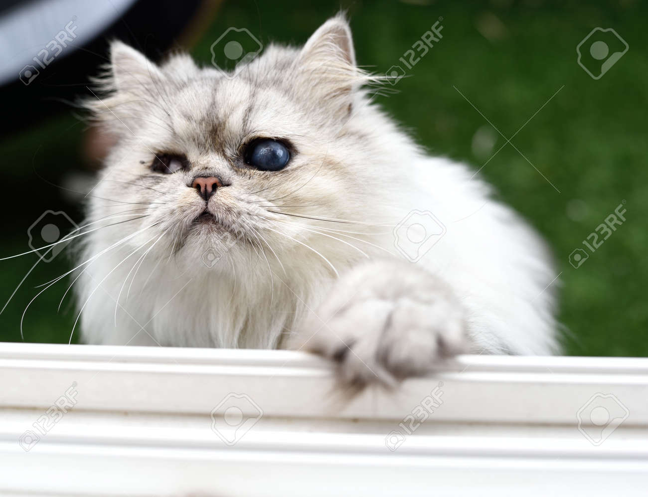 etiam-dictum-ipsum-a-felis