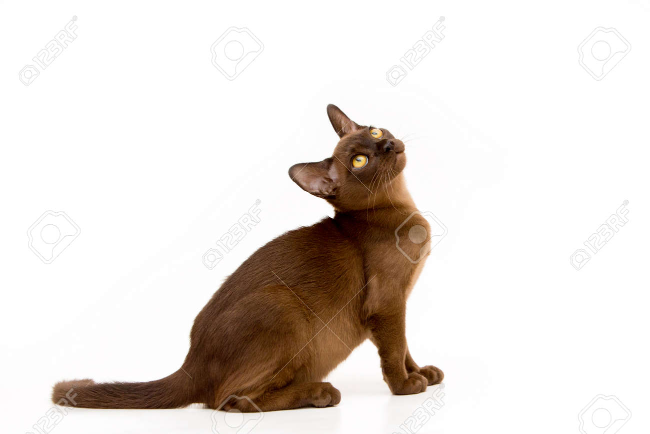 Brown burmese cat. Nice cute kitten. On a white background. Place to insert text. For advertising, banners and messages. For veterinary clinics, sales of feed and animal accessories. - 102931409 Brown burmese cat. Nice cute kitten. On a white background. Place to insert text. For advertising, banners and messages. For veterinary clinics, sales of feed and animal accessories. - 102931409