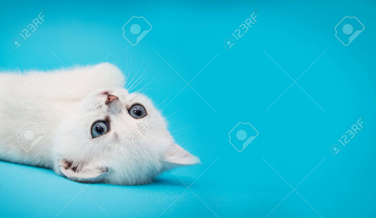 Playful White Kitten On A Blue Background British Chinchilla