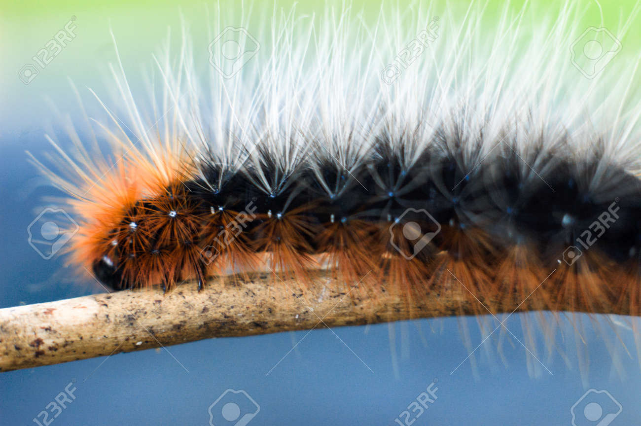 colorful and fuzzy caterpillar
