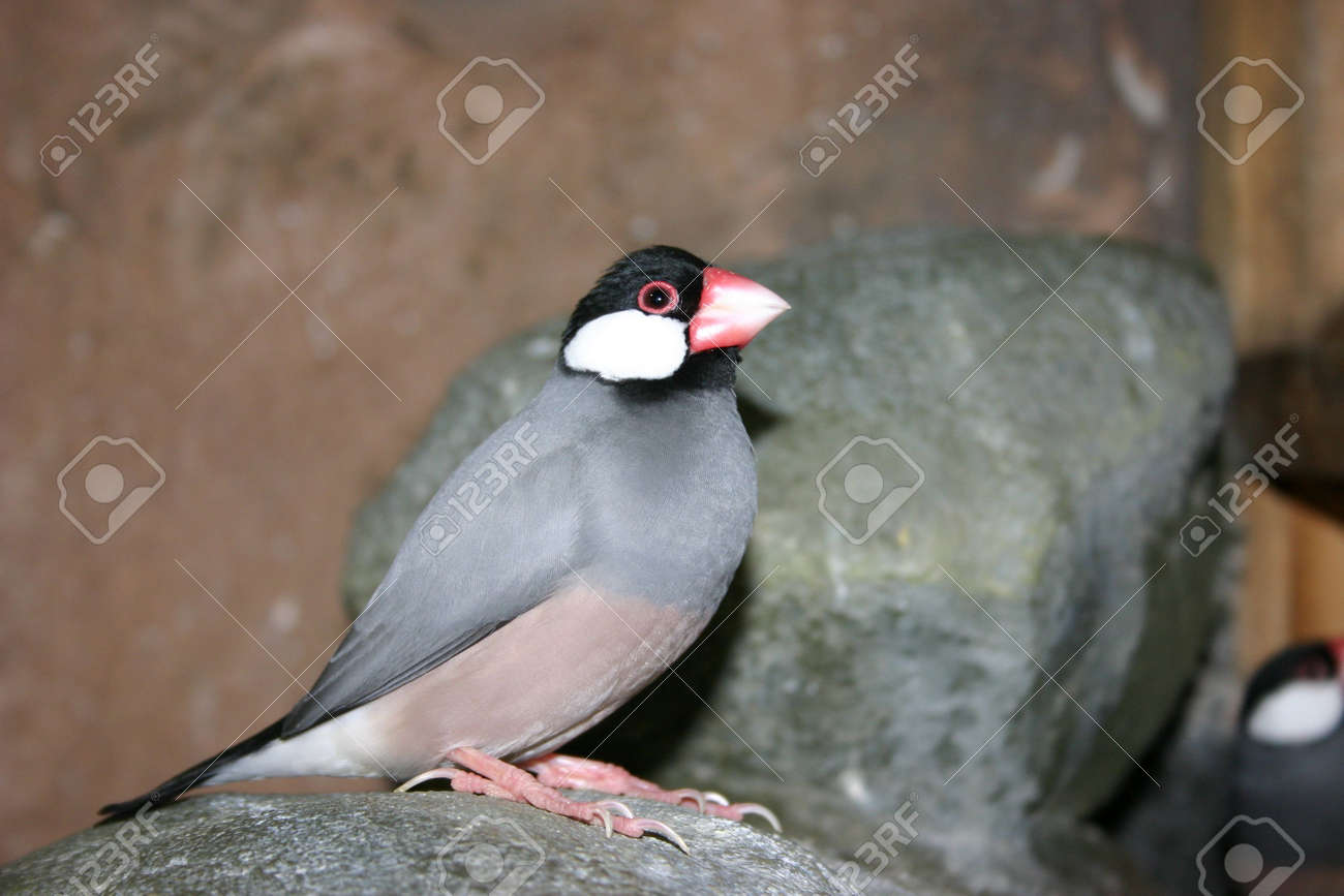 etiam-dictum-ipsum-a-felis