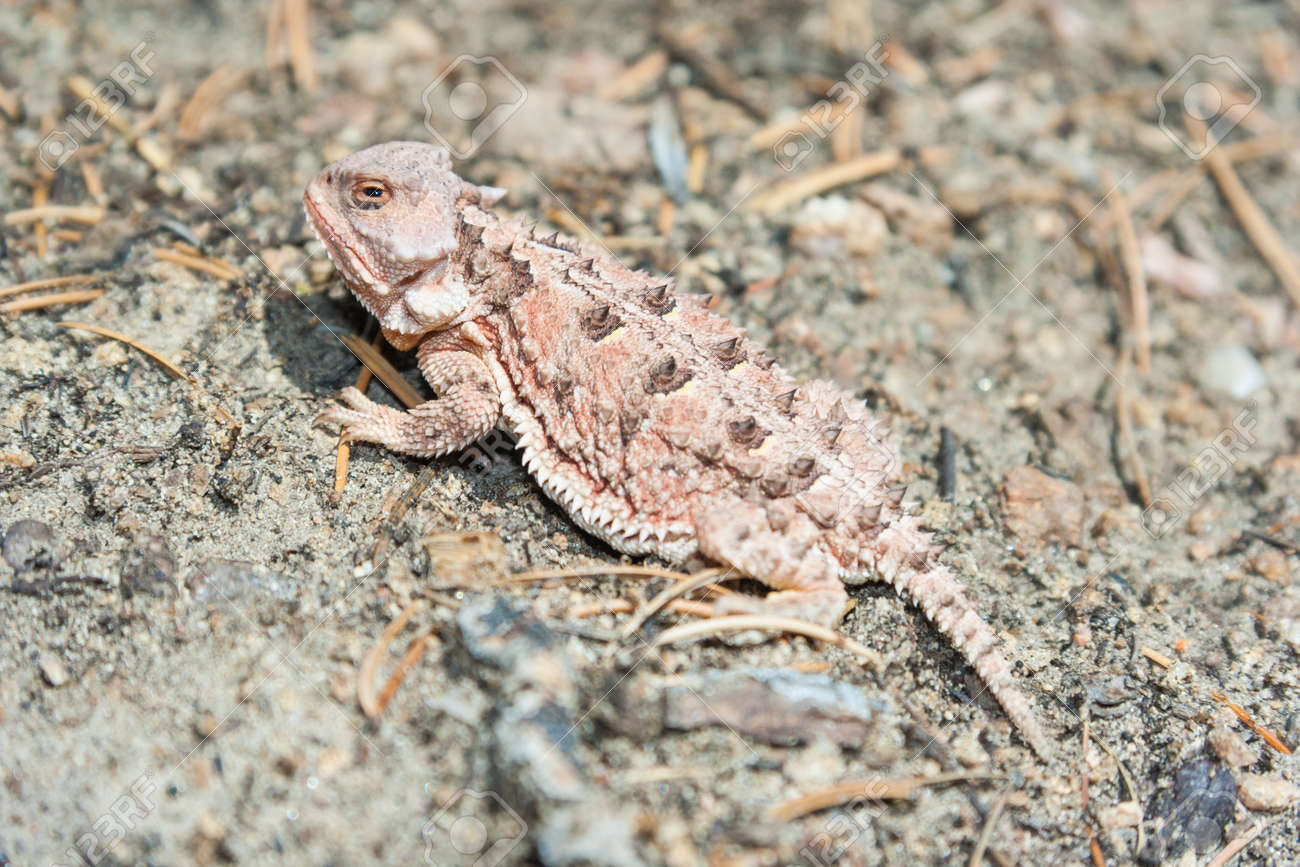 羽のあるトカゲとしても知られているツノガエルや自然の生息地のカエル の写真素材 画像素材 Image 羽のあるトカゲとしても知られているツノガエルや自然の生息地のカエル の写真素材 画像素材 Image